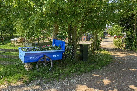 Blauwe bakfiets met plantjes erin op het terrein van Happy Hoeve