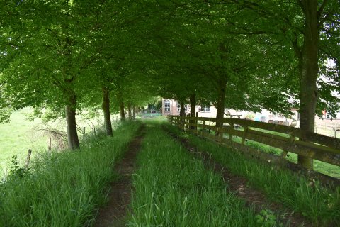 Begroeide landweg