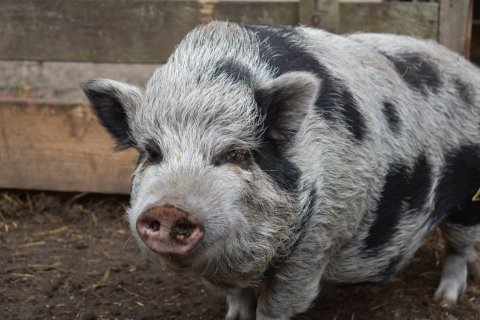 Snoes varkens
